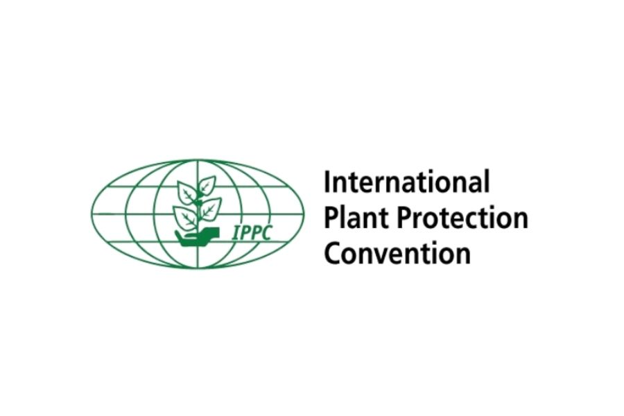 IPPC : une norme internationale pour les palettes, la Nimp15